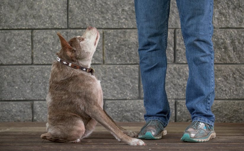 Experience: I own the world’s ugliest&nbsp;dog